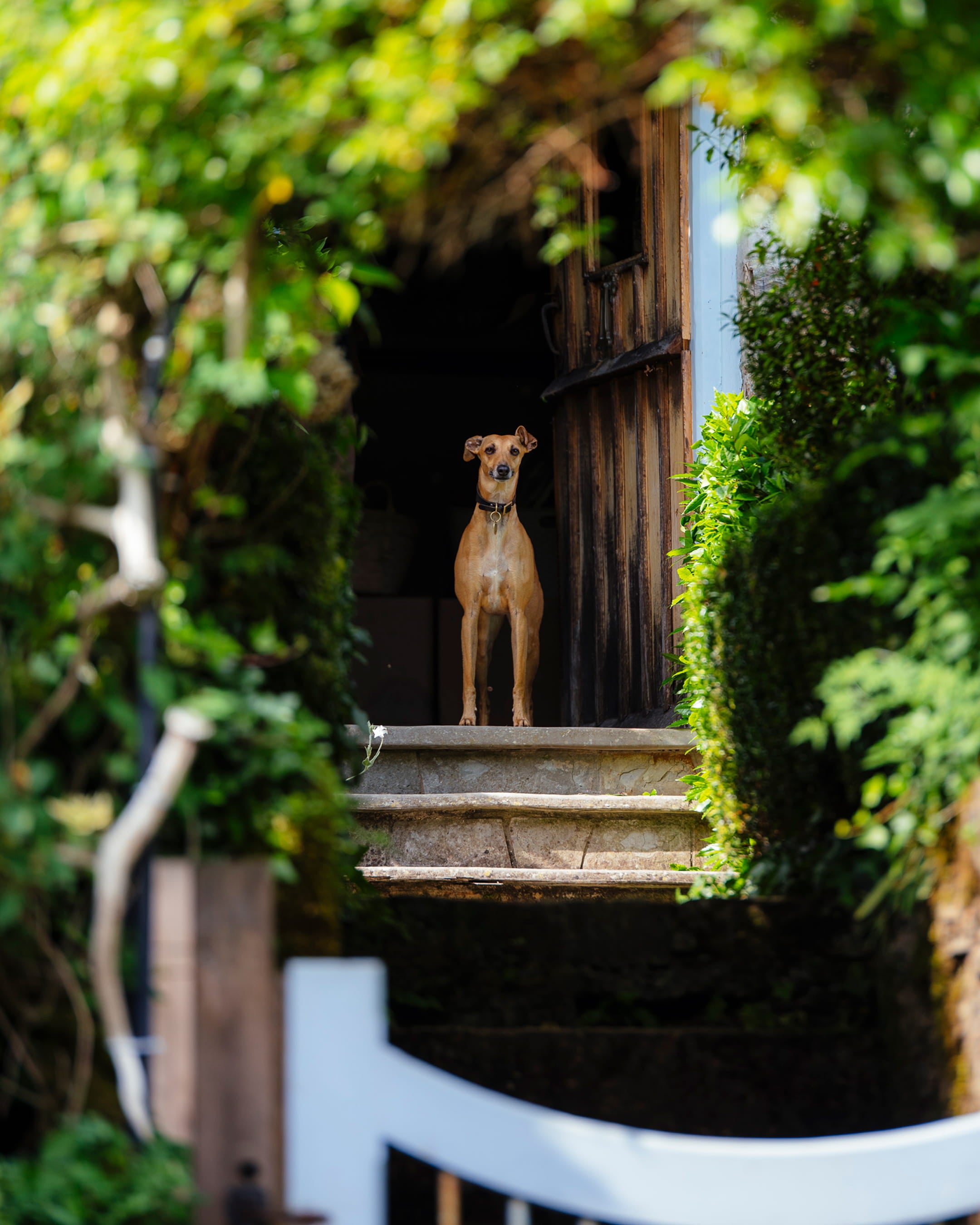 A tan dog standing on stone steps framed by lush greenery and a rustic wooden door in a sunny garden setting